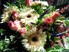 blumen1.JPG