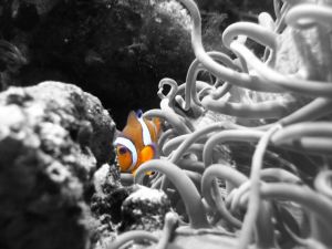 Nemo finden - leicht gemacht!