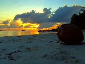 Coconut Sundown