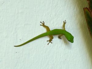 Grüner Gecko - Baby?