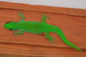Grüner Gecko mit Zunge
