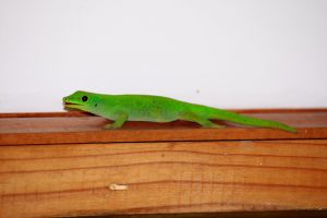 Grüner Gecko im Profil