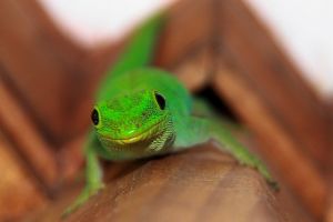 Grüner Gecko Eye-to-eye