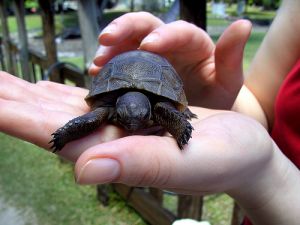 Riesenschildkröte ganz klein
