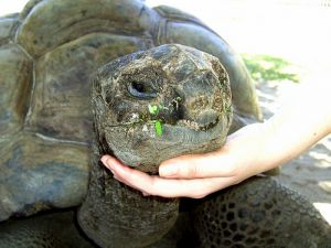 Riesenschildkröte