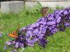 2006-08-19_10_Schmetterlinge.jpg