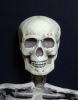 Filename=2008-02-22_07_Skull_.jpg
Filesize=61KB
Dimensions=500x640
Date added=Feb 22, 2008 2008-02-22_07_Skull_.jpg