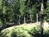 2008-07-29_08_ByWald.jpg