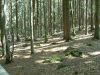 2008-07-29_09_ByWald.jpg
