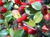 Filename=2008-08-30_15_Beeren.jpg
Filesize=95KB
Dimensions=640x480
Date added=Aug 31, 2008 2008-08-30_15_Beeren.jpg