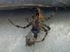 Filename=2008-08-30_19_Spinne.jpg
Filesize=87KB
Dimensions=640x480
Date added=Aug 31, 2008 2008-08-30_19_Spinne.jpg