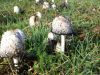 Filename=2008-10-12_28_Herbst.jpg
Filesize=128KB
Dimensions=640x480
Date added=Oct 12, 2008 2008-10-12_28_Herbst.jpg