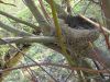 Filename=2009-04-04_04_Nest.jpg
Filesize=122KB
Dimensions=640x480
Date added=Apr 06, 2009 2009-04-04_04_Nest.jpg