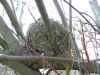 2009-04-04_05_Nest.jpg
