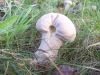 Filename=2009-09-26_07_OIB_Pilz.jpg
Filesize=130KB
Dimensions=640x480
Date added=Sep 28, 2009 2009-09-26_07_OIB_Pilz.jpg