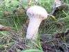 Filename=2009-09-26_09_OIB_Pilz.jpg
Filesize=137KB
Dimensions=640x480
Date added=Sep 28, 2009 2009-09-26_09_OIB_Pilz.jpg