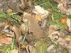 2009-12-20_01_Pilz.jpg