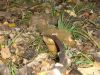 2009-12-20_06_Pilz.jpg