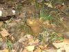 2009-12-20_07_Pilz.jpg