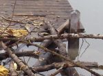 2011-02-19_45b.jpg
