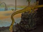 Filename=2013-07-23_033_Triassic.jpg
Filesize=56KB
Dimensions=640x480
Date added=Jul 27, 2013 2013-07-23_033_Triassic.jpg