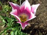 Filename=Tulpe1.jpg
Filesize=68KB
Dimensions=640x480
Date added=Apr 17, 2011 Tulpe1.jpg