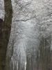 Filename=allee.jpg
Filesize=93KB
Dimensions=480x640
Date added=Dec 26, 2007 allee.jpg