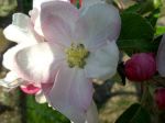 apfelblüte3.jpg