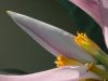 Filename=Bananenblüte.jpg
Filesize=31KB
Dimensions=640x480
Date added=Jul 06, 2006 Bananenblüte.jpg