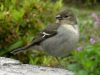 Filename=Vogel.jpg
Filesize=51KB
Dimensions=640x480
Date added=Jul 06, 2006 Vogel.jpg