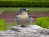 Filename=norbert_tier_01.jpg
Filesize=80KB
Dimensions=640x480
Date added=Oct 21, 2007 norbert_tier_01.jpg
