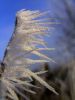 Filename=frostiger.jpg
Filesize=39KB
Dimensions=480x640
Date added=Dec 23, 2007 frostiger.jpg