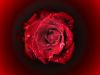 Filename=rose.jpg
Filesize=188KB
Dimensions=600x450
Date added=Nov 12, 2007 rose.jpg