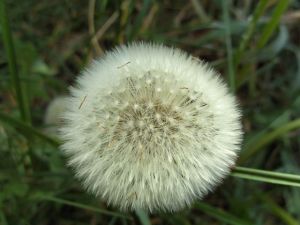 Pusteblume