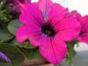 Filename=03_blume_lila.jpg
Filesize=43KB
Dimensions=640x480
Date added=Jul 01, 2007 03_blume_lila.jpg