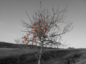Apple Tree in B and W