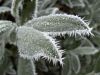 Filename=Frostblaetter.jpg
Filesize=53KB
Dimensions=640x480
Date added=Dec 22, 2007 Frostblaetter.jpg