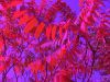 Filename=plisskensnake_farbe_01.jpg
Filesize=162KB
Dimensions=640x480
Date added=Oct 28, 2007 plisskensnake_farbe_01.jpg