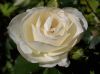 Rose.jpg