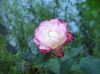 rose2.jpg
