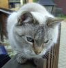 Filename=Katze1.jpg
Filesize=119KB
Dimensions=470x480
Date added=Nov 18, 2007 Katze1.jpg