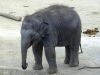 Filename=Marlar_koelner_zoo1.JPG
Filesize=182KB
Dimensions=640x480
Date added=Nov 18, 2007 Marlar_koelner_zoo1.JPG