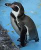 Filename=Pinguin1.JPG
Filesize=158KB
Dimensions=481x580
Date added=Nov 18, 2007 Pinguin1.JPG