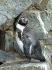 Filename=Pinguin2.JPG
Filesize=190KB
Dimensions=480x640
Date added=Nov 18, 2007 Pinguin2.JPG
