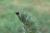 Filename=minispinne.jpg
Filesize=196KB
Dimensions=640x428
Date added=Nov 18, 2007 minispinne.jpg