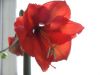 Filename=amaryllis_1.jpg
Filesize=26KB
Dimensions=640x480
Date added=Dec 12, 2007 amaryllis_1.jpg