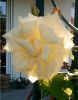 Rose_Morgensonne.jpg