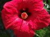 blume.jpg