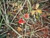 Filename=Laubwald-Nov.jpg
Filesize=53KB
Dimensions=320x240
Date added=Nov 12, 2008 Laubwald-Nov.jpg