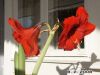 Filename=Ama.JPG
Filesize=41KB
Dimensions=640x480
Date added=Dec 19, 2008 Ama.JPG